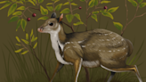 Fossil researchers discover new genus of deer at Badlands National Park