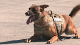 JBER Military Working Dogs display training skills during National Police Week