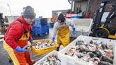 British meat and fish exports to EU slump by half since Brexit