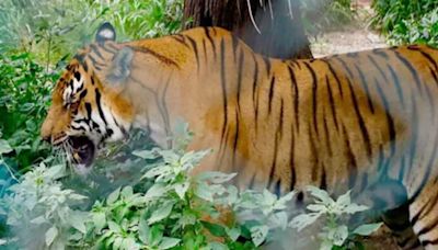 Big Cat 101: Royal Bengal Tigers Score A Century as Population Rises in Sundarbans - News18