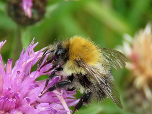 Are our missing bees a doomsday warning for Herefordshire?