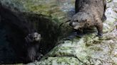 Stranded sea otter pups paired with surrogate moms at California aquarium