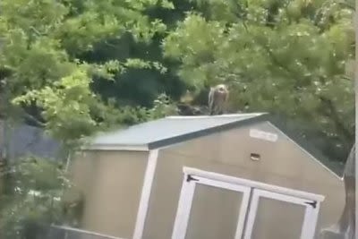 Watch: Escaped monkey captured after days on the loose in S.C.