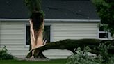 Here's how to tell if your trees are vulnerable to storm damage