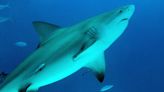 UF's International Shark Attack File: Unprovoked bites down in 2022