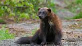 Wolverine spotted outside its normal range in Oregon for first time in over 30 years