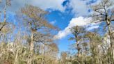 A unique getaway: Kayaking the Lowcountry wilderness of Wambaw Creek offers solitude