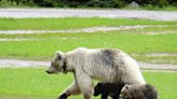 Raro urso-pardo branco morre após ser atropelado em rodovia canadense; filhotes tiveram mesmo fim horas antes