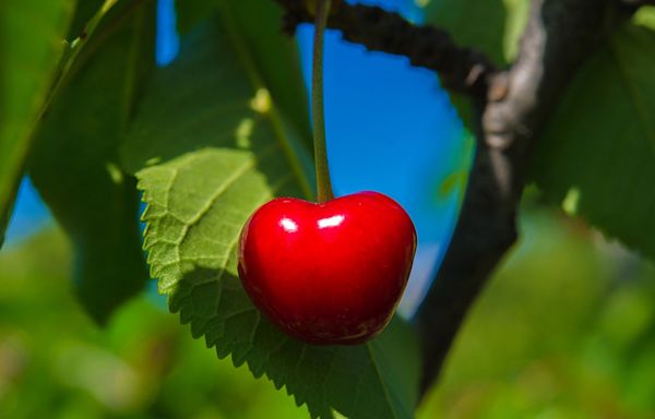 How to plant and care for a cherry tree as it grows in your backyard