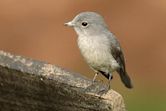 Old World flycatcher