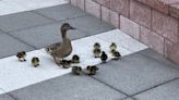 Police rescue mother duck, ducklings from plaza