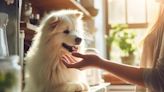 La contaminación plástica amenaza la salud de las mascotas en el hogar: 6 formas de proteger a los animales