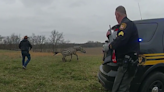 Zebra bites Ohio man’s arm before deputy puts animal down