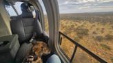 Helicopter Herder Follows a Dog’s Tracks from the Air to a Miracle Rescue