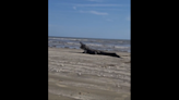 Family stumbles onto huge alligator chomping prey at Texas beach. ‘That is a brute’