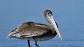 An 'unusually high number' of emaciated California brown pelicans are turning up on shore