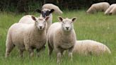 Weight pays as lambs plummet £20-£30 a head - Farmers Weekly