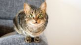 Boost your cat's happiness with this simple tip from an expert trainer