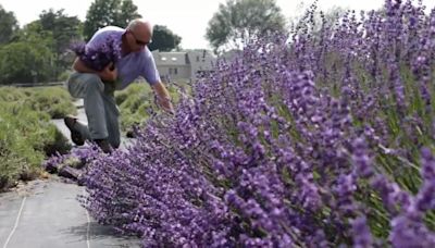 Roots run deep at Lavender by the Bay