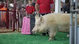 Can the Big Boar contest survive artificial insemination? This 10-year-old boy could help.