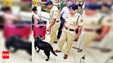 On murder suspect’s trail, police dog runs 8km, saves Karnataka woman’s life | Bengaluru News - Times of India