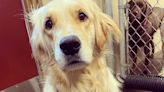 Birdie the golden retriever apologizes for pulling fire alarm at Grimes doggie day care