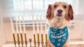 These 14 Pets Celebrating Hanukkah Are the Cutest Things We've Seen This Holiday Season