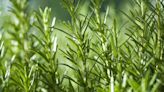 How to Care for Rosemary Plants, a Drought-Tolerant Herb You Can Grow Indoors and Outside