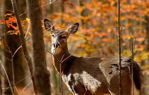 Ohio's South Bass Island on Lake Erie and Catalina in California have similar deer problems - Outdoor News
