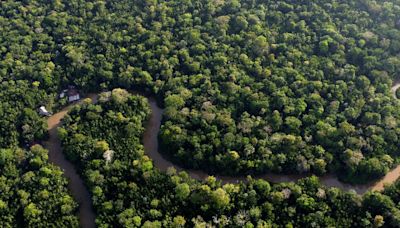 Amazon deforestation in Brazil ‘down to lowest level since 2016’