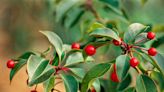 How to Plant and Grow Yaupon Holly