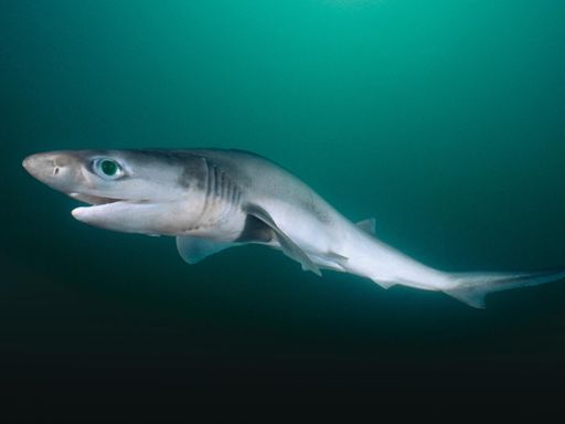 ‘Cocaine sharks’ throng Brazilian waters as drug enters ecosystem