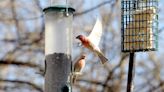 Hummingbirds are migrating now. When will we see them in New York?