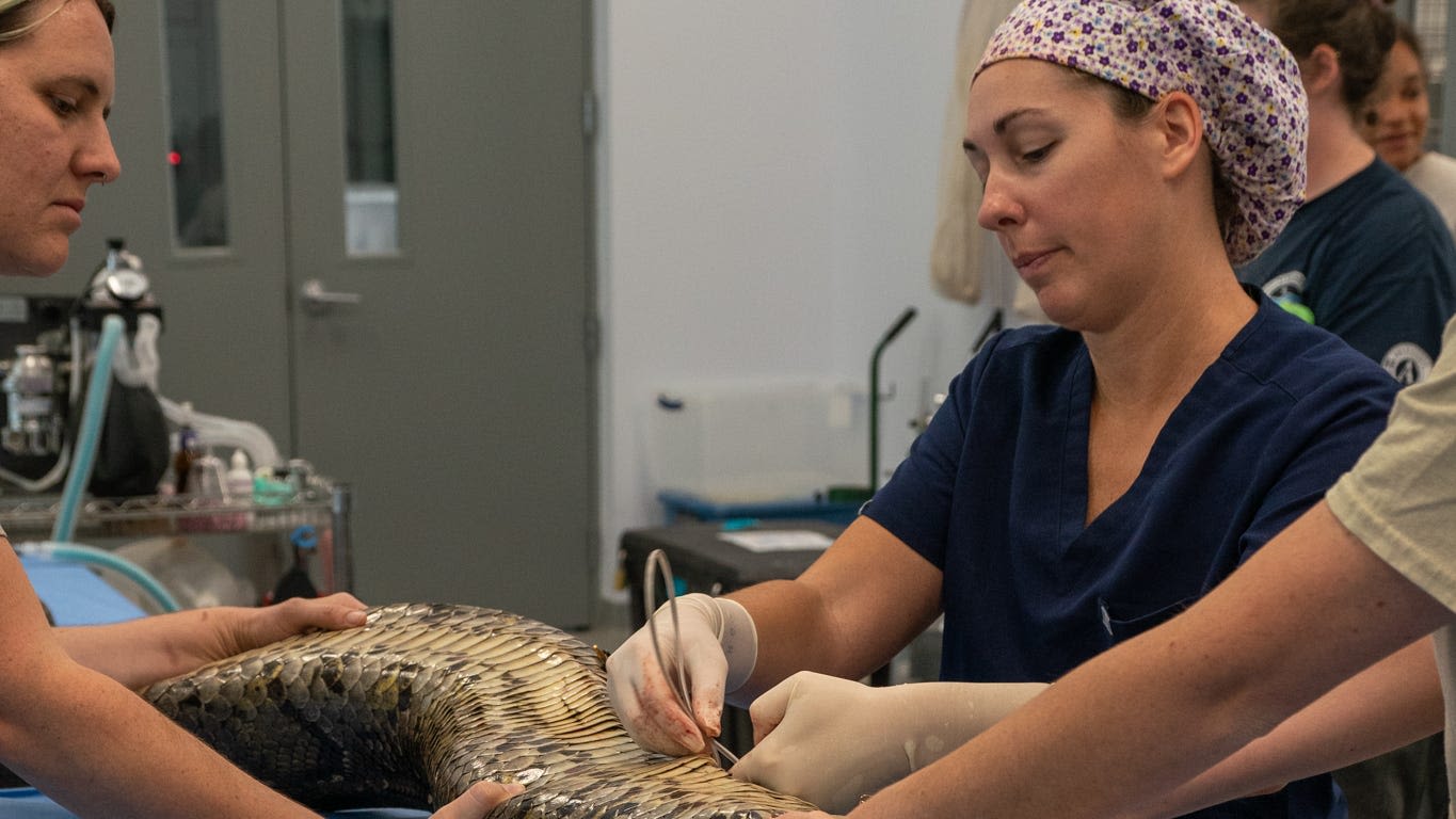 Python surgery: Naples Zoo vet explains process of implanting a transmitter inside snake