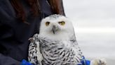 Snowy owl flies back into the wild after nearly a year of care at Bay Beach Wildlife Sanctuary in Green Bay