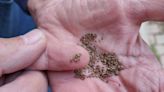Tips for sowing carrot seeds