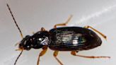 These beetles are free pest management in Wilmington gardens