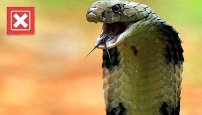 No, a tractor-trailer full of king cobras didn’t spill on a Wyoming highway