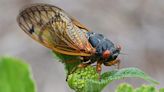 When will cicadas descend upon Columbus, Georgia?