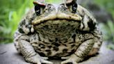 'Biblical' toad plague causes pile up