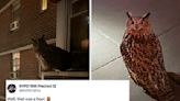 An Owl Named "Flaco" Escaped A NYC Zoo 8 Months Ago And Has Been Living Freely In The City Ever Since