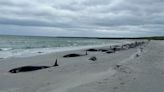 77 Pilot Whales Dead After Mass Stranding Event in Orkney