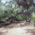 Caladesi Island State Park