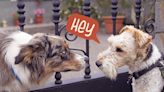 How Do Dogs Communicate With Each Other? Actions Speak Louder Than Woofs