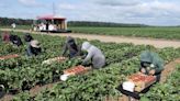 Ontario to change how it compensates injured migrant agricultural workers