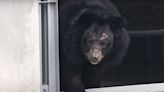 Bear Who Spent Her Life in 'Inhumane and Unhygienic' Cage Enjoys the Outdoors for the First Time