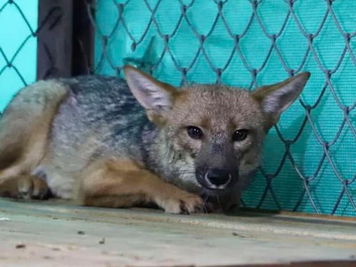 ¡Histórico! Por primera vez el PJ reconoce los derechos de un animal y falla a favor del zorrito 'Run Run'