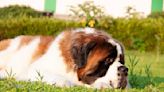 Saint Bernard's Hilarious 'Temper Tantrum' Outside Vet Results in Him Getting Treatment Al Fresco