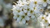 Hawthorn out, resilient plants in for Chelsea garden as climate changes