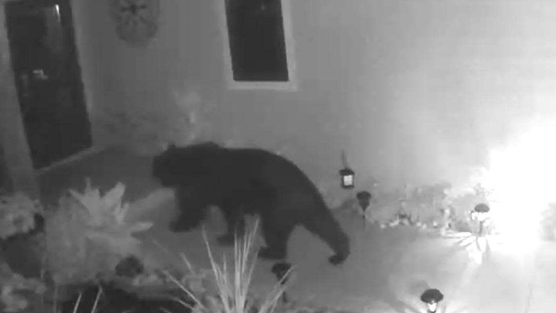 Florida black bear caught on video gets 'real close' to Sarasota County home